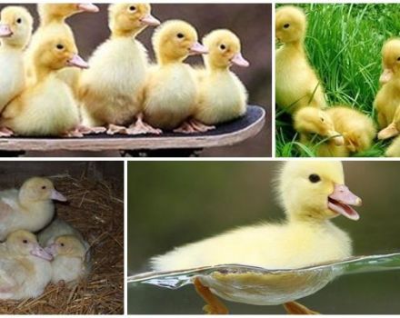 Why ducklings and mulardy go bald and itch, what to do and how to prevent