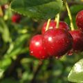 Description et caractéristiques des variétés de cerises Malinovka, les meilleures régions pour la culture