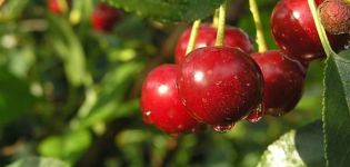 Description et caractéristiques des variétés de cerises Malinovka, les meilleures régions pour la culture