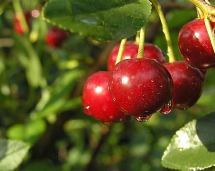 Description et caractéristiques des variétés de cerises Malinovka, les meilleures régions pour la culture