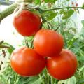 Ciri-ciri dan keterangan pelbagai jenis tomato Catherine the Great F1