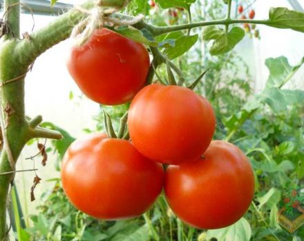 Ciri-ciri dan keterangan pelbagai jenis tomato Catherine the Great F1