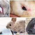 Pourquoi les yeux peuvent pleurer chez les lapins et comment les traiter à la maison