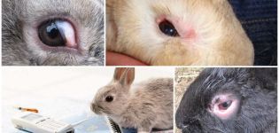 Pourquoi les yeux peuvent pleurer chez les lapins et comment les traiter à la maison