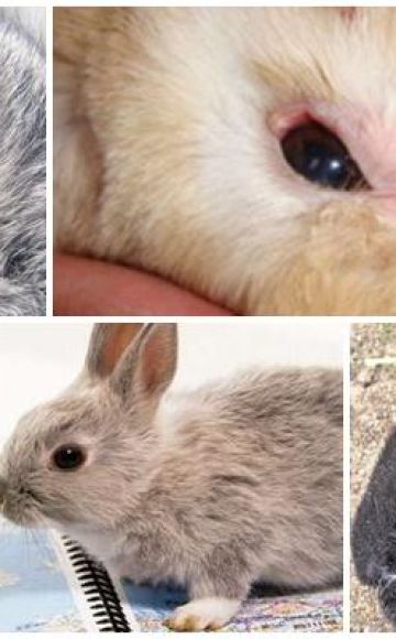 Why rabbits can watery eyes and how to treat at home