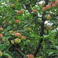 Descripción y características del manzano Melba, altura del árbol y tiempo de maduración, cuidados.