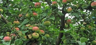 Description et caractéristiques du pommier Melba, hauteur de l'arbre et temps de maturation, entretien