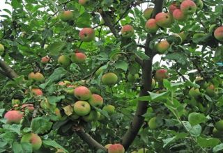 Beschrijving en kenmerken van de Melba-appelboom, boomhoogte en rijpingstijd, verzorging