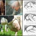 Símptomes de mastitis serosa en una vaca, fàrmacs i mètodes alternatius de tractament