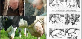 Gejala mastitis serosa pada lembu, ubat-ubatan dan kaedah rawatan alternatif