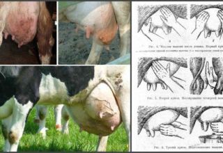 Symptoms of serous mastitis in a cow, drugs and alternative methods of treatment