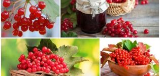 Propiedades medicinales y contraindicaciones del viburnum, beneficios y recetas populares.