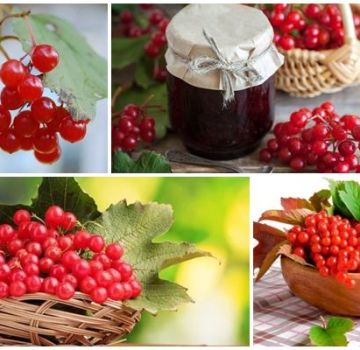 Propiedades medicinales y contraindicaciones del viburnum, beneficios y recetas populares.