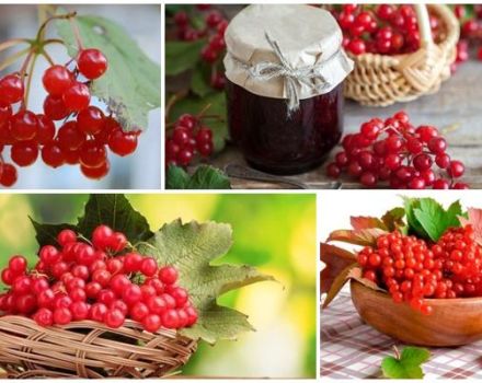 Propiedades medicinales y contraindicaciones del viburnum, beneficios y recetas populares.