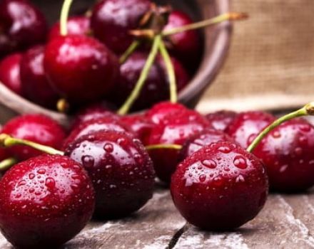 Useful properties and harm of cherries for human health and contraindications