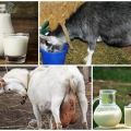 Why goat milk sometimes tastes bitter and how to solve the problem, prevention