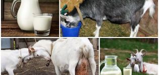 Pourquoi le lait de chèvre a parfois un goût amer et comment résoudre le problème, prévention