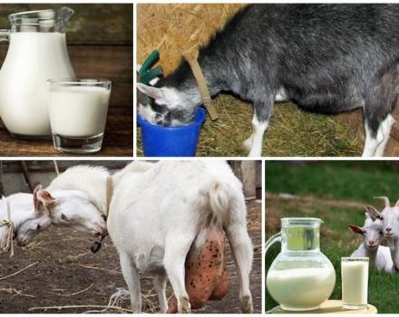 Why goat milk sometimes tastes bitter and how to solve the problem, prevention