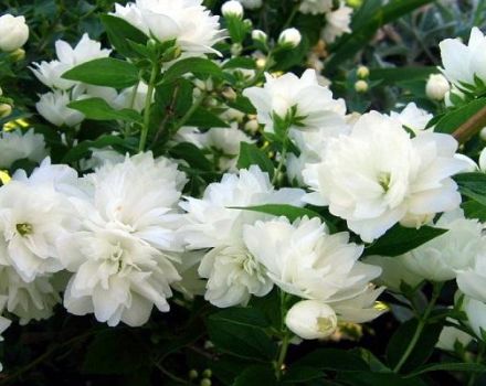 La différence entre le jasmin de jardin et le chubushnik, la taille et les soins