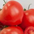 Descripción de la variedad de tomate Alhambra, características de cultivo y cuidados