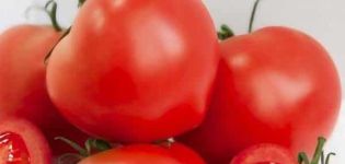 Descripción de la variedad de tomate Alhambra, características de cultivo y cuidados