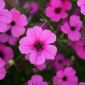 Ang pagtatanim at pag-aalaga sa bulaklak ng lychnis sa bukas na larangan, paglalarawan ng mga species