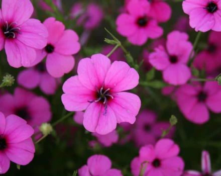 Plantation et entretien de la fleur de lychnis en plein champ, description des espèces