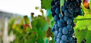 Description and characteristics of the Bastardo grape variety, history and rules of cultivation