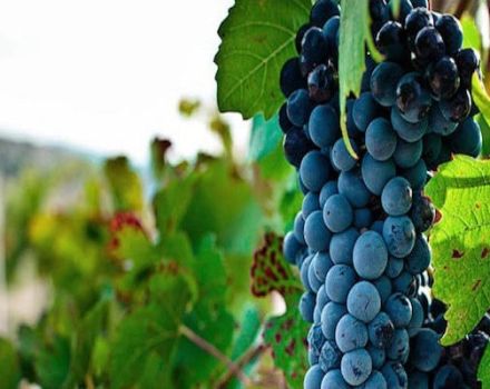 Description and characteristics of the Bastardo grape variety, history and growing rules