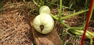 Beschrijving van de pompoenvariëteit Butternut, kenmerken van teelt en verzorging