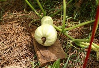 Descripción de la variedad de calabaza Butternut, características de cultivo y cuidado.