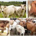 Symptoms and routes of transmission of bovine brucellosis, treatment regimen and prevention