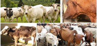 Síntomas y vías de transmisión de la brucelosis bovina, régimen de tratamiento y prevención