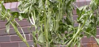 Plagas de flor blanca, mildiú polvoriento y menta y control de las mismas