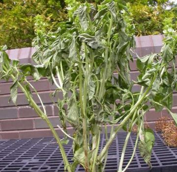 Plagas de flor blanca, mildiú polvoriento y menta y control de las mismas