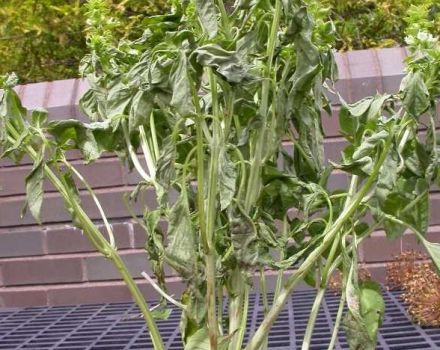 Plagas de flor blanca, mildiú polvoriento y menta y control de las mismas