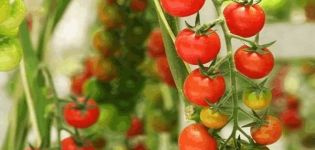 Descripción de la variedad de tomate de Madeira, características de cultivo y cuidado.