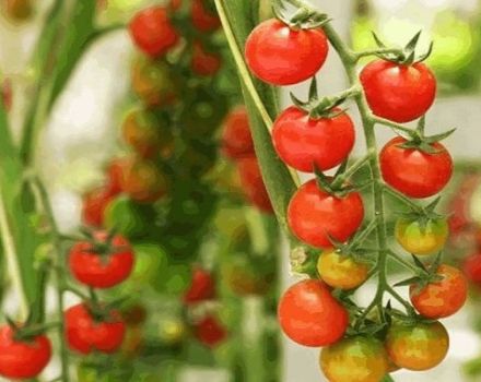 Description of the Madeira tomato variety, features of cultivation and care