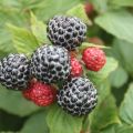 Varieti raspberry hitam terbaik, penanaman, penanaman dan penjagaan