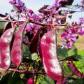 Descripción de variedades de frijoles ornamentales, características de cultivo, plantación y cuidado.