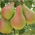 Description and characteristics of the pear variety Forest beauty, planting and care