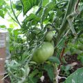 Description de la variété de tomate Cherokee, ses caractéristiques et son rendement