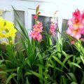 Types of fertilizers for feeding gladioli in summer, selection and frequency