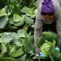 Utilisation d'herbicides pour le chou après et avant la germination