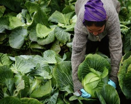 Použití herbicidů pro zelí po klíčení a před klíčením