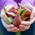 Quand et comment planter des tulipes dans différentes régions, termes