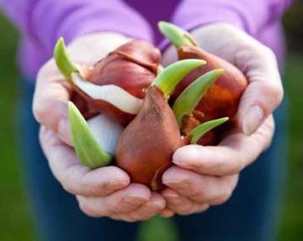 Cuándo y cómo plantar tulipanes en diferentes regiones, términos.