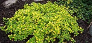 Useful properties of the lemon-scented Silver Queen thyme, planting and care features