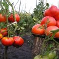 Description de la variété de tomate Sprint Timer et de ses caractéristiques