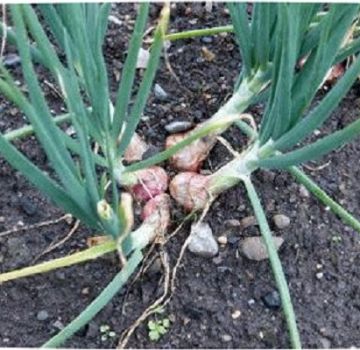 How to plant and care for family garlic, harvest and store crops